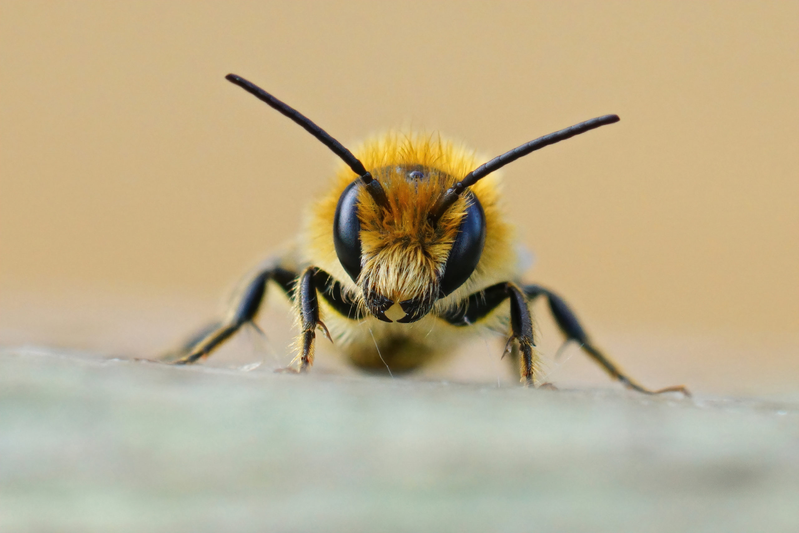 abejas-neonicotinoides