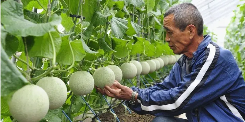 cultivo de melones Yubari king