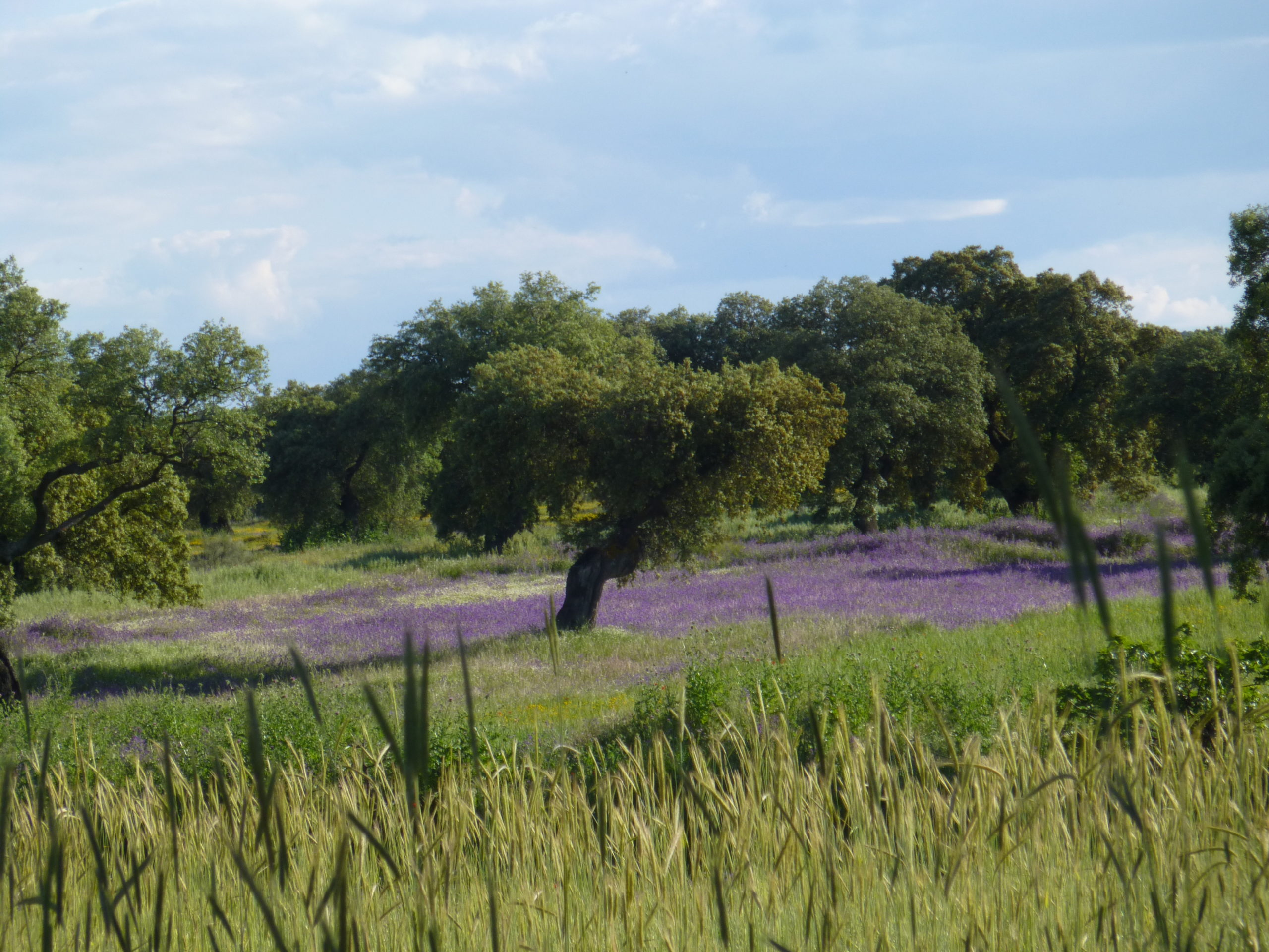 dehesa en primavera