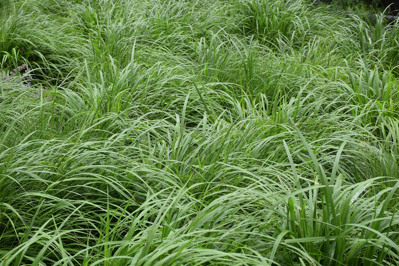 gramíneas herbáceas