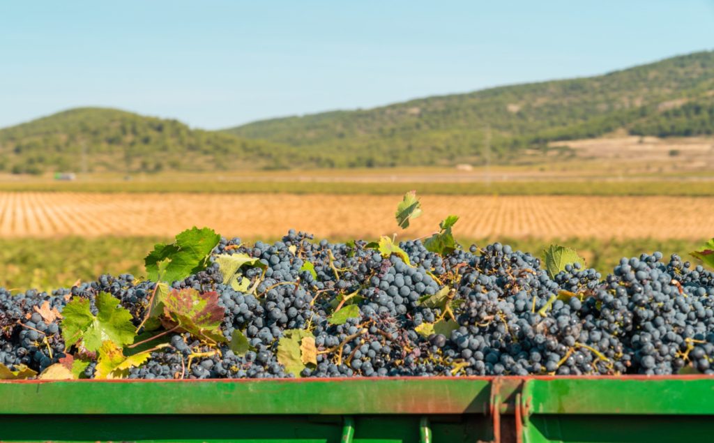 Uvas vendimiadas en un remolque