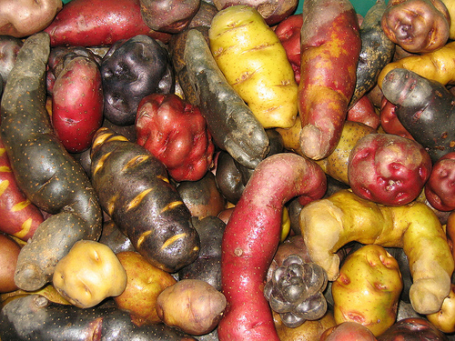 diversidad de patatas autóctonas