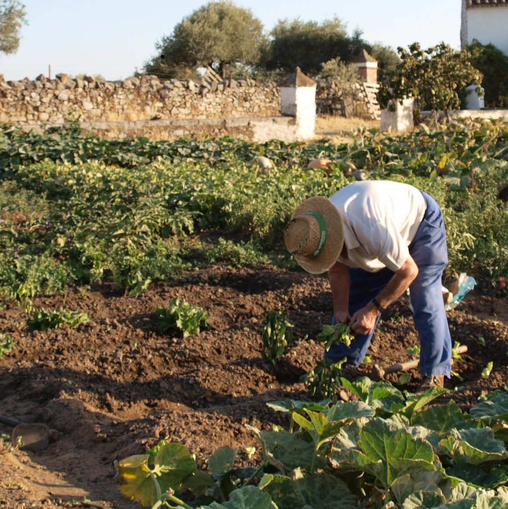cultivo de huerta tradicional