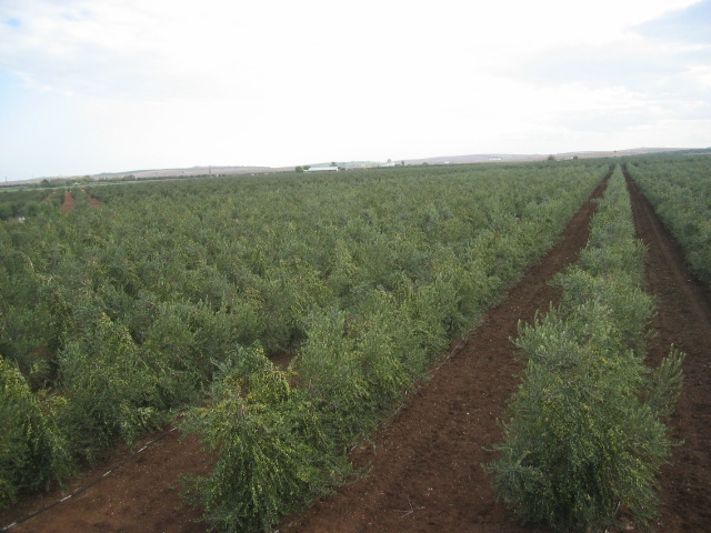 cultivo de olivar en intensivo