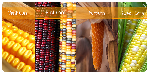 variedades de maíz