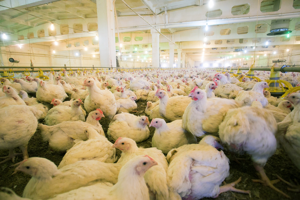 Chicken farm