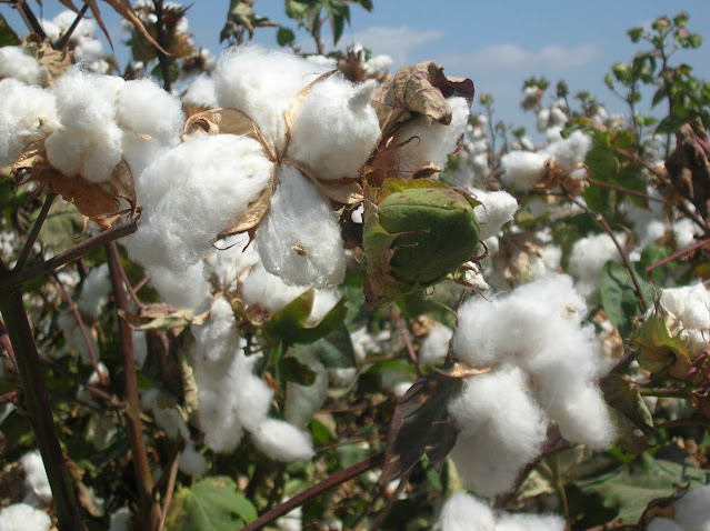 flor de algodón