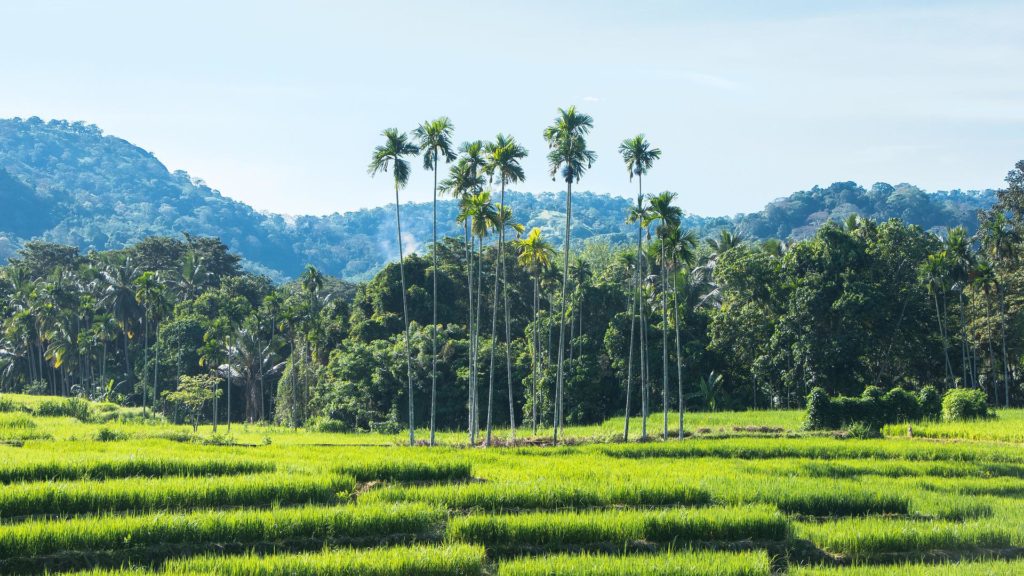 campo de arroz en Sri Lanka