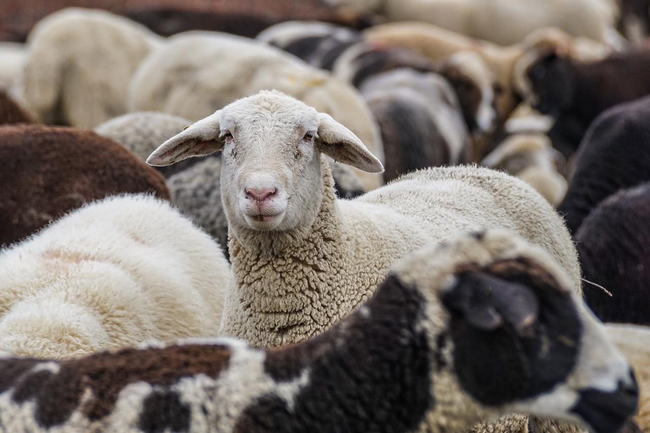 lana de oveja