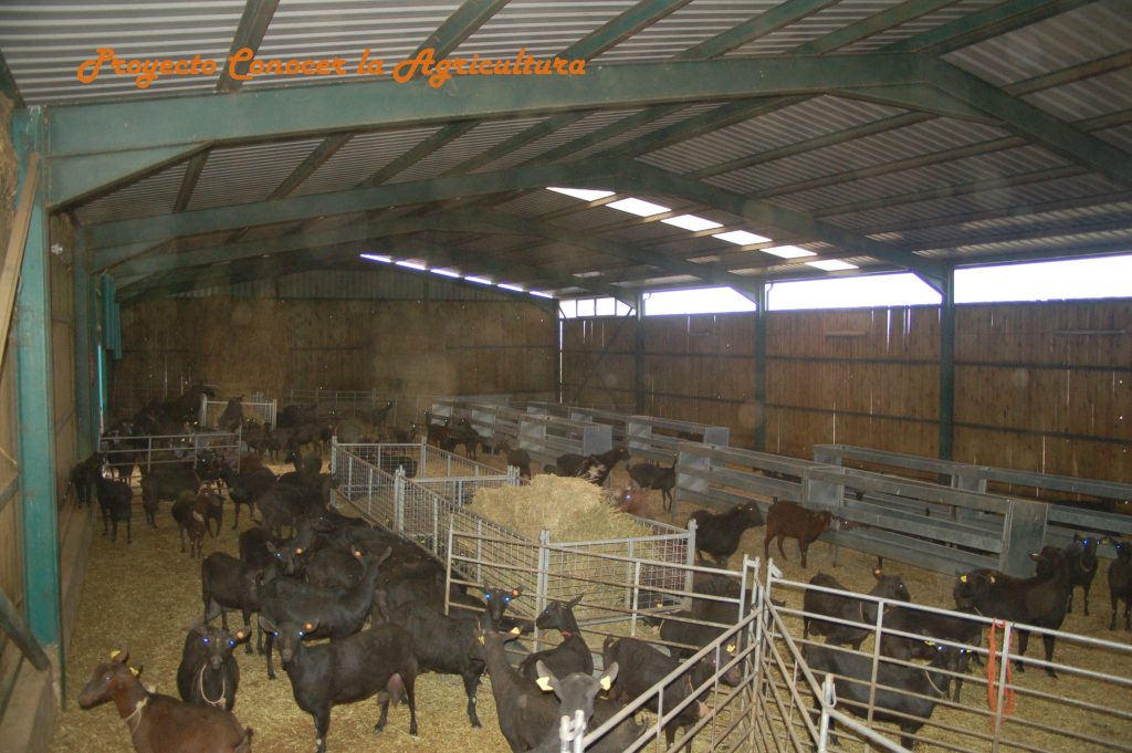 cabras en una granja ecológica