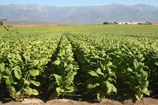 El tabaco es una planta perenne, aunque se cultiva como anual, es decir, la planta se cosecha entera todos los años. Cultivo de tabaco en Extremadura. Fuente. 