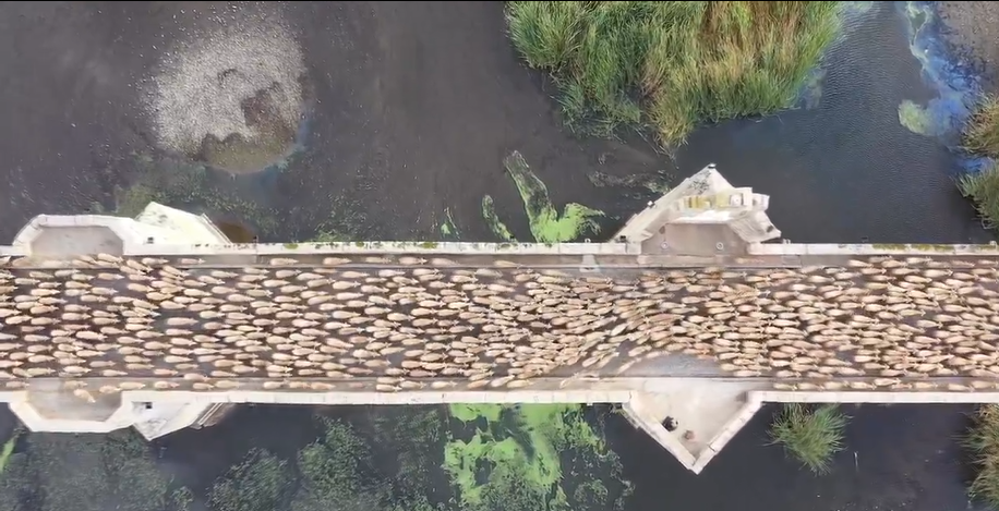  n rebaño de ovejas merinas atravesando el rio Guadiana por un puente.