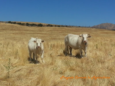Dos vacas blancas en un prado con la hierba seca