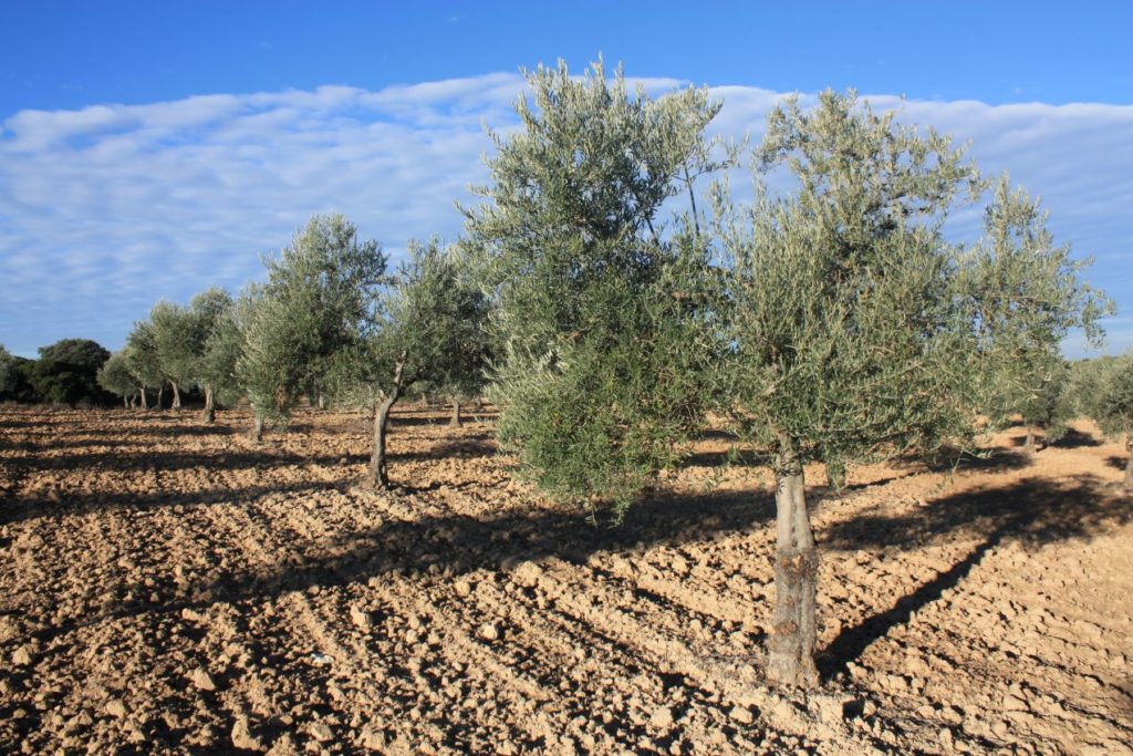 Olivar joven con ejemplares de un pie