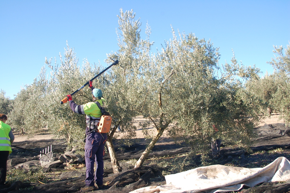 Recogida manual de aceituna con vibradores mecánicos