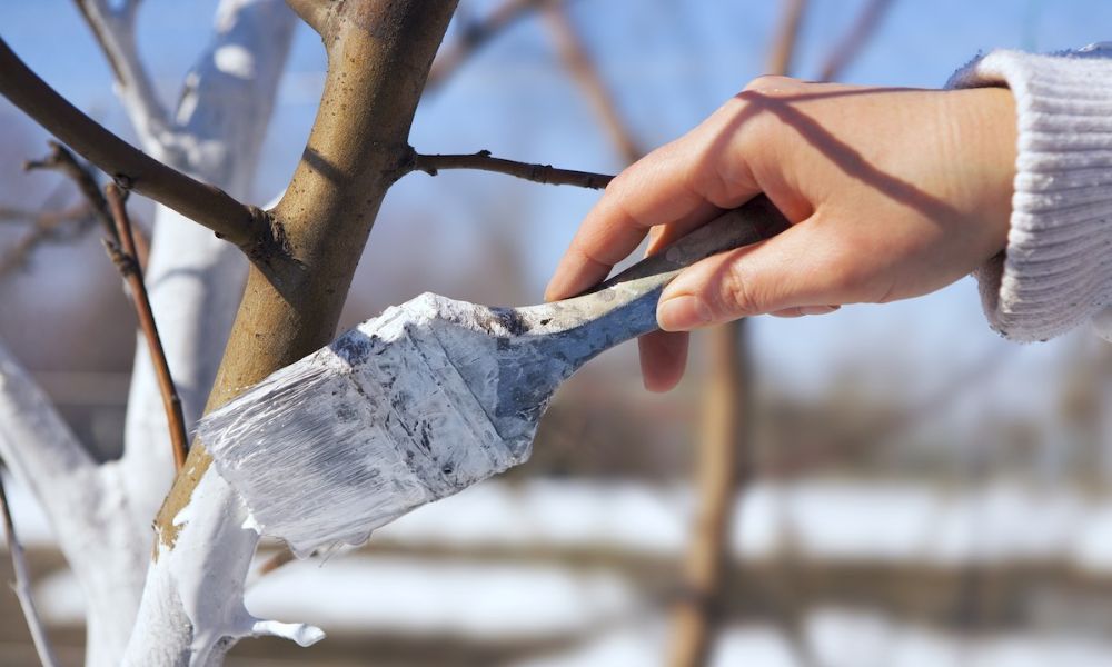 pintando de blanco un arbol