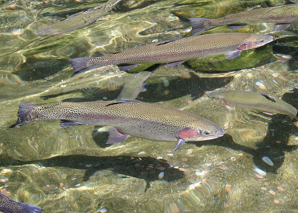 Trucha arcoiris en el agua