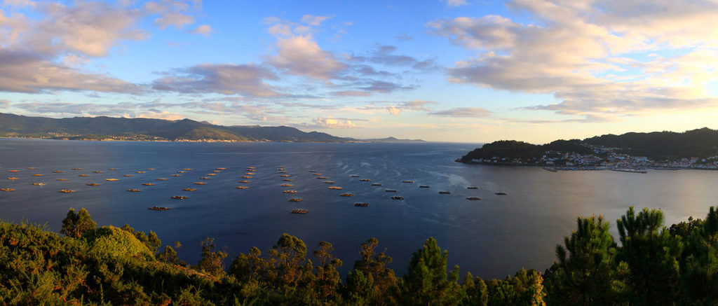 Bateas de cultivo de mejillones en la ría de Muros