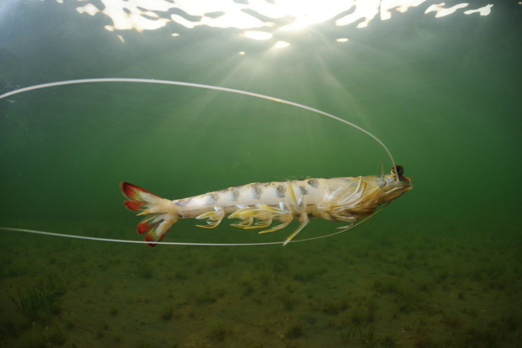 Langostino nadando en las aguas del Mar menor