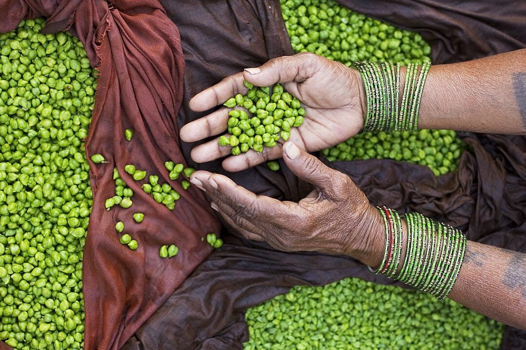 Hands of bean and peas seller, Varanasi Benares India