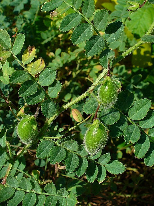 detalle de las vainas de la planta de garbanzo