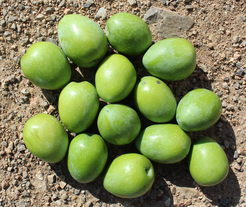 aceitunas de la variedad gordal