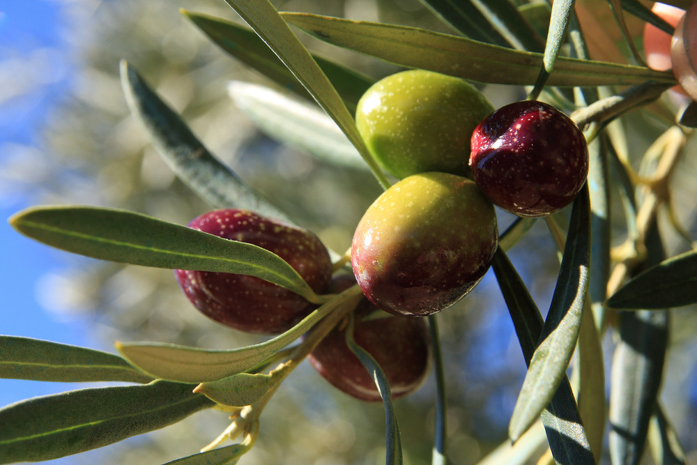 aceitunas Hojiblanca en la rama