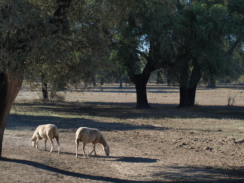 ovejas pastando debajo de una encina