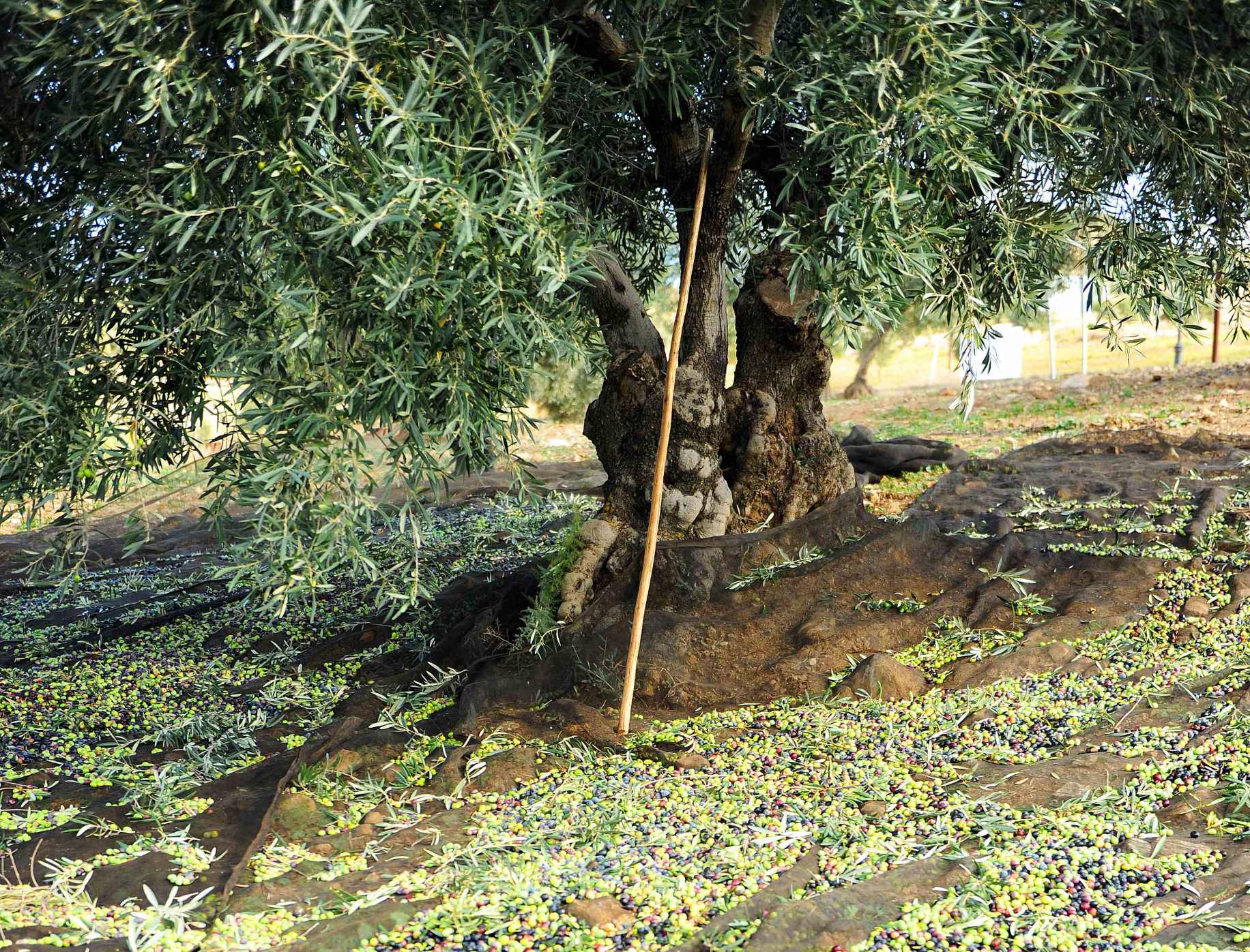 recogida de aceitunas en olivo