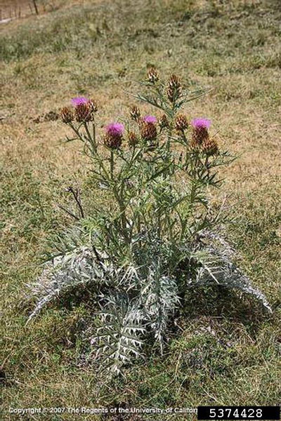 planta de cardo común