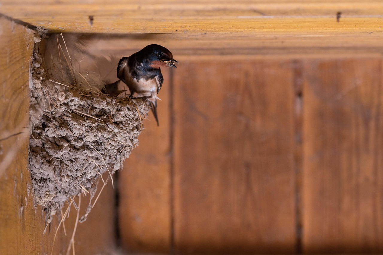Golondrina en su nido