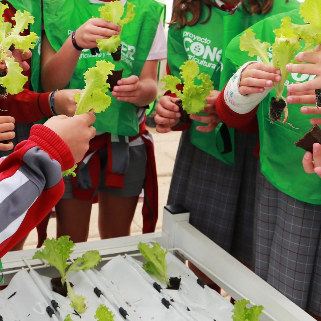 escolares sujetando lechugas hidropónicas