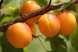 primer plano albaricoques