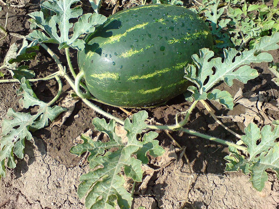 ejemplar de sandía, plata y fruto desarrollado