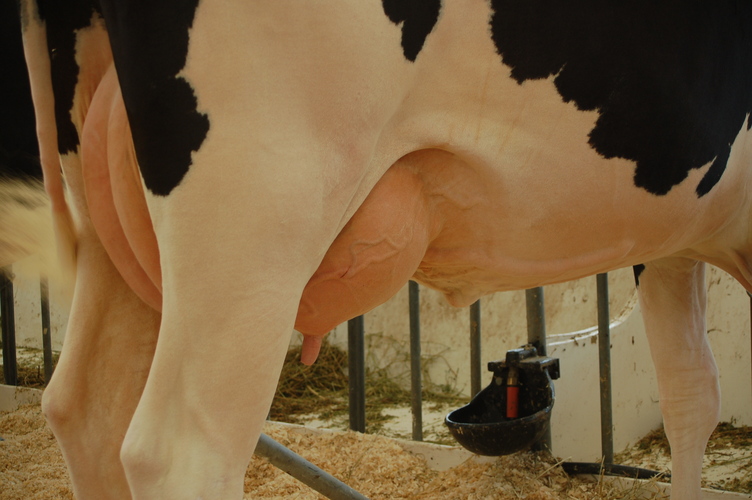 detalle de las ubres de una vaca