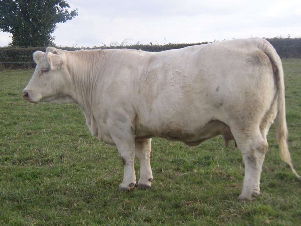 Vaca charolesa en prado