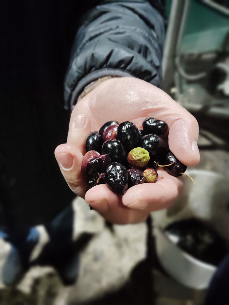 mano con aceitunas listas para molturar