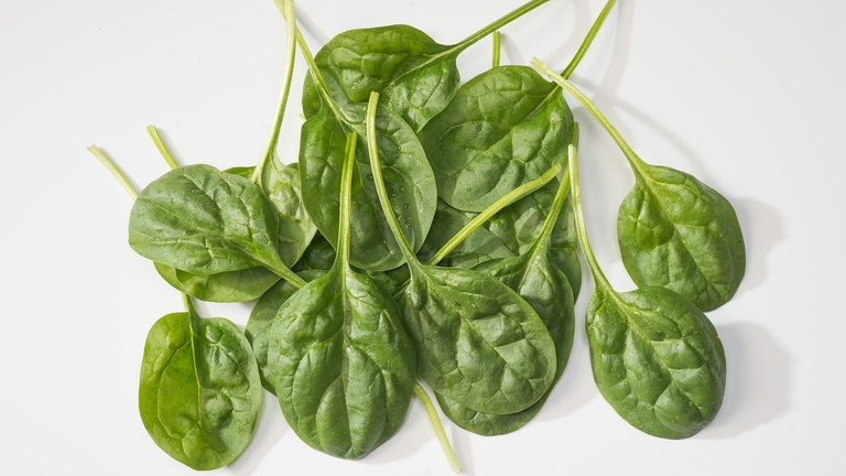 Espinaca de variedad semi rizada