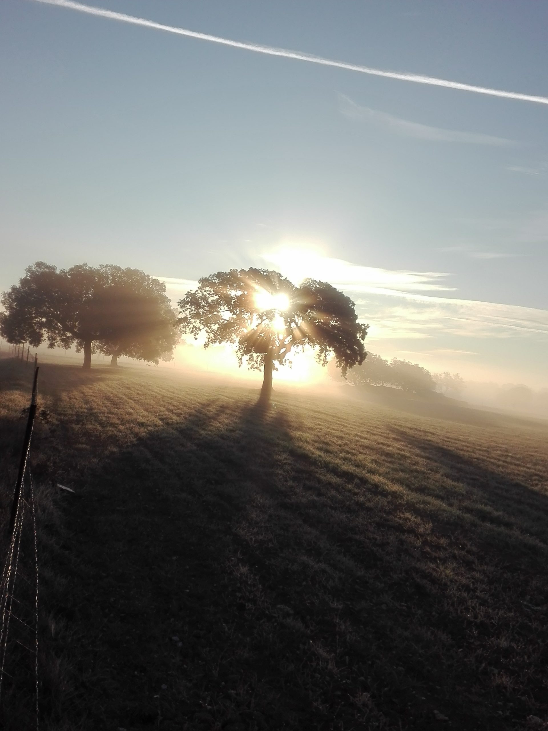 Amanecer en la dehesa