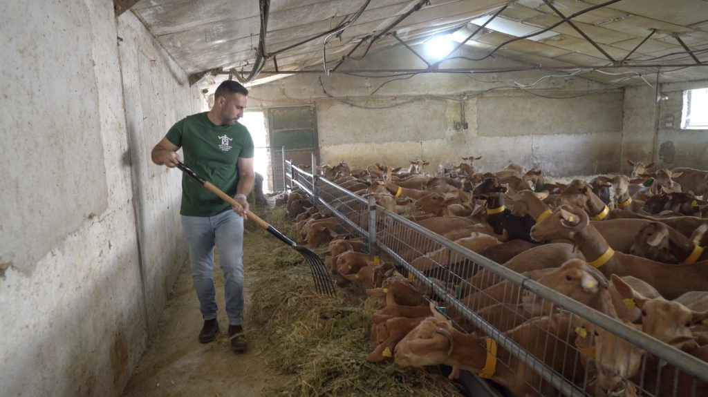 Chus dando de comer a sus cabras