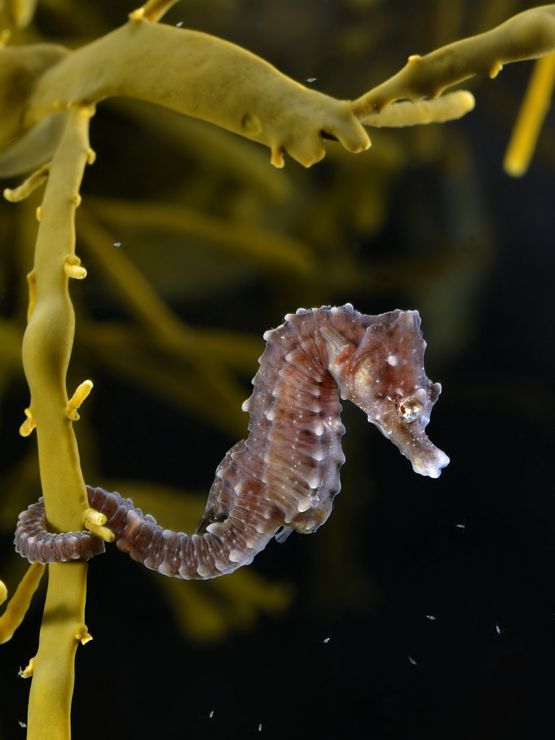 Caballito de mar agarrado al alga Ascophyllum nodosum,
