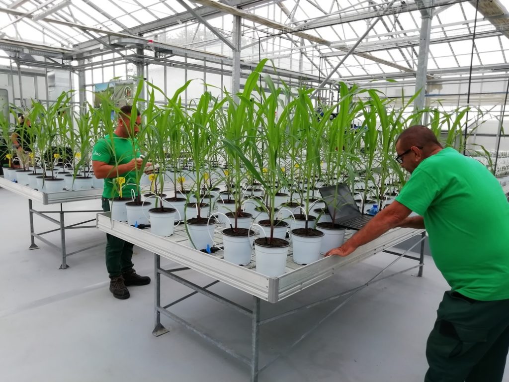 Investigación en invernadero sobre crecimiento vegetal