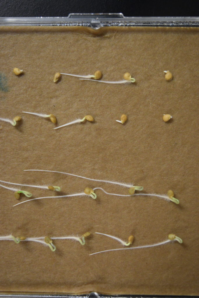 Tratamiento de semillas con bioestimuilantes