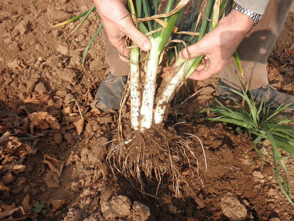arrancado de calçots