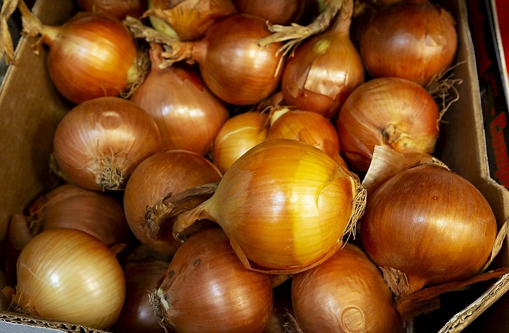 Cebolla tipo Recas