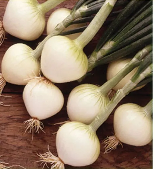 cebolla variedad babosa