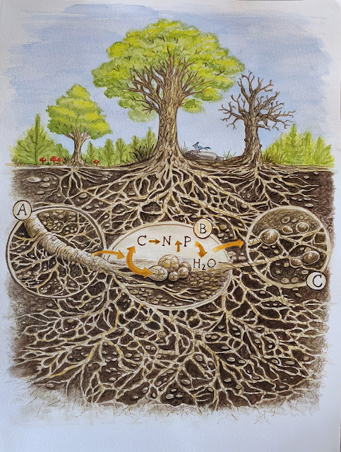 Red micorrízica en ecosistemas forestales. Ilustración de Noelia Luque Arcas.