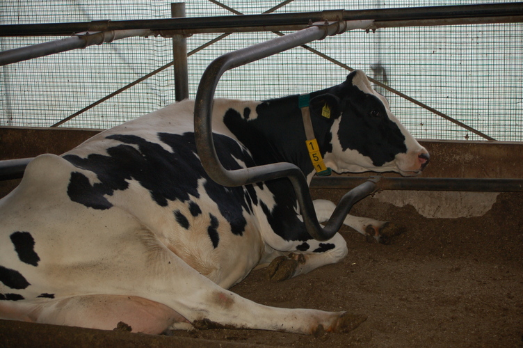 vaca descansando en su cubículo