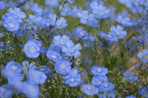 Flores del lino