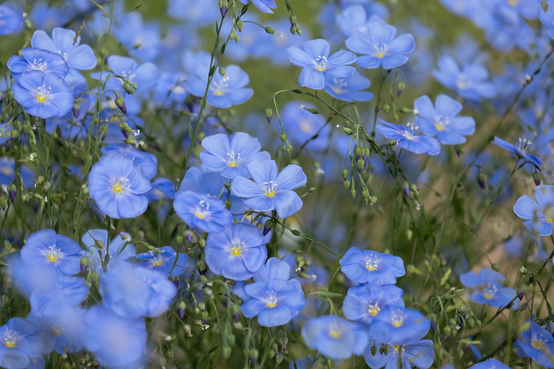 Flores del lino